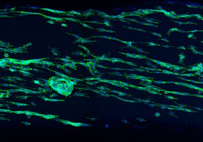 Cells colored in fluorescent green and blue are shown oriented in parallel with each other.