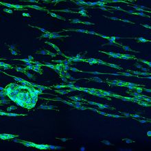 Cells colored in fluorescent green and blue are shown oriented in parallel with each other.