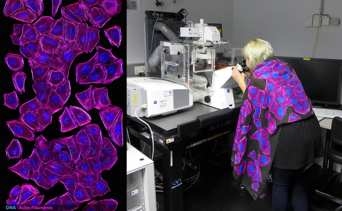 Beata Mierzwa sits at a confocal microscope wearing a shawl that is printed with pink and blue labeled cells.