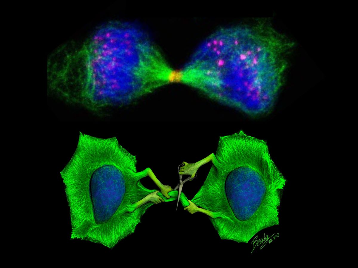 A depiction of a microscopic research image showing two dividing cells translated into an illustration of two green cells separating themselves using scissors.