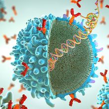 An illustration showing the DNA inside an immune cell. Other immune cells are shown in the background.&nbsp;