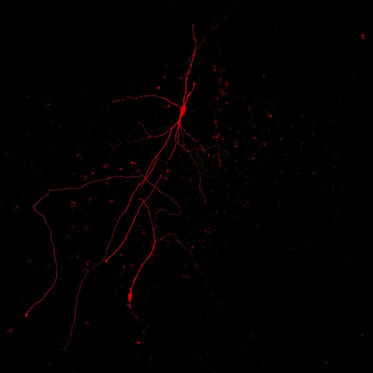 A dopamine neuron is shown in red.