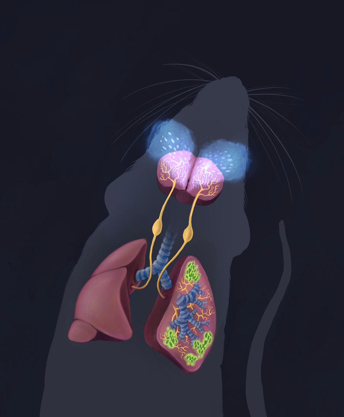 An illustration of the lung-brain neuronal communication axis in mice.