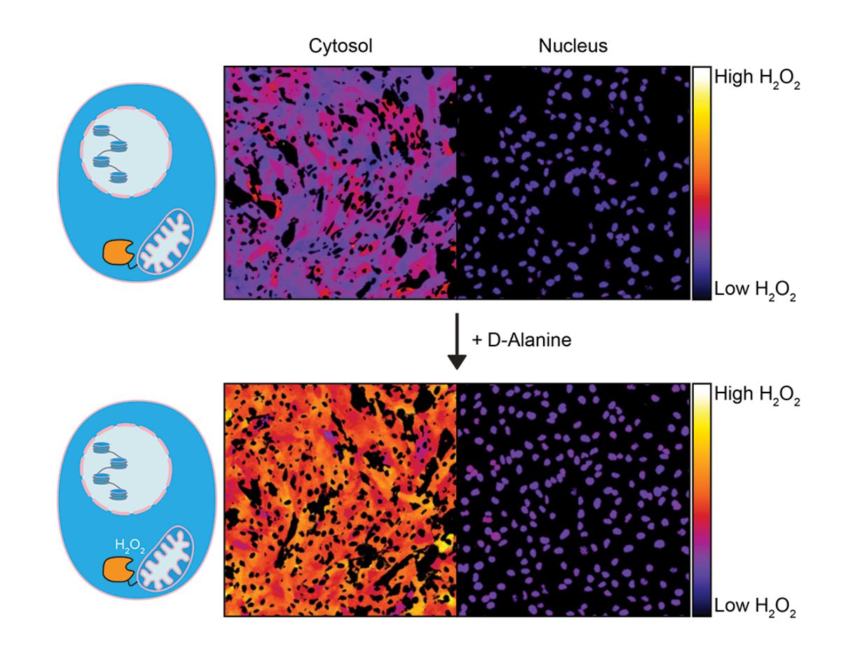 Fluorescent image showing high (orange/yellow) or low (purple/pink) levels of hydrogen peroxide in different cell locations.