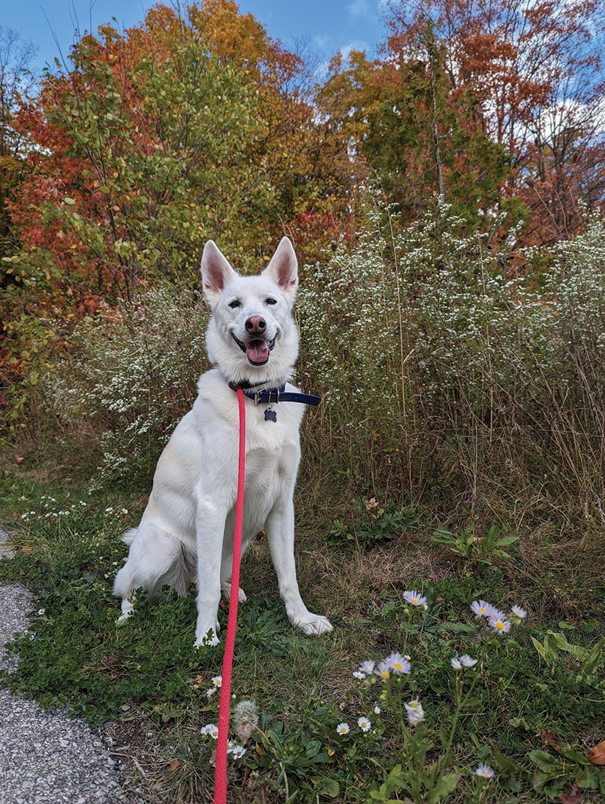 Photo of a white dog in front of fall foliage.