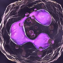 A 3D spherical neutrophil animation with a pink, polysegmented nucleus