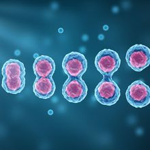 Medical illustration depicting self-renewal of a single stem cell dividing into two identical cells.<br><br>