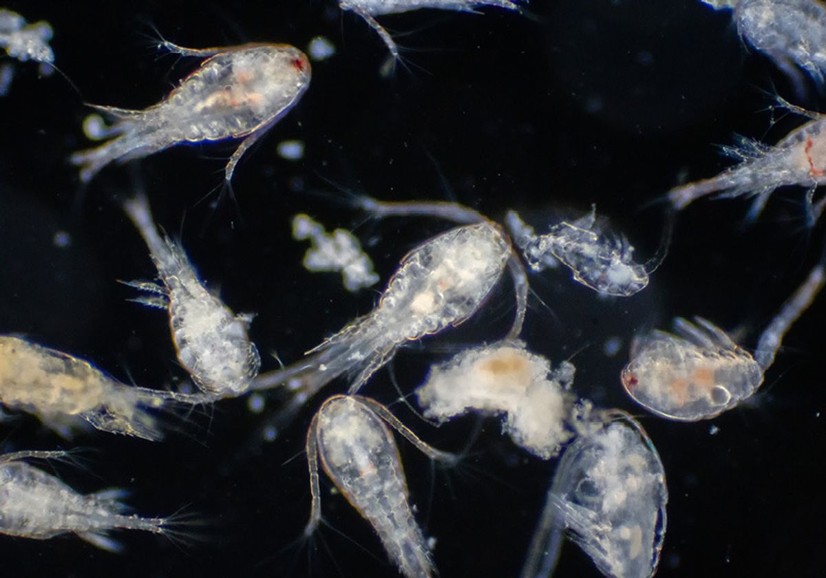 Copepod (Zooplankton) are a group of small crustaceans found in the marine and freshwater habitat.