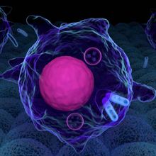 Salmonella living within macrophages can survive antibiotic treatment and potentially give rise to resistance by two different mechanisms that slow or arrest their growth.