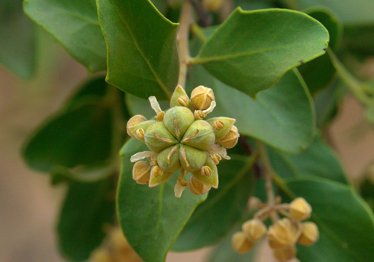 Fruits and leaves of the Chilean soap bark tree.