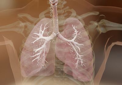 3D rendering of a transparent human torso to show the lungs and bronchiole structures in them.