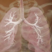 3D rendering of a transparent human torso to show the lungs and bronchiole structures in them.