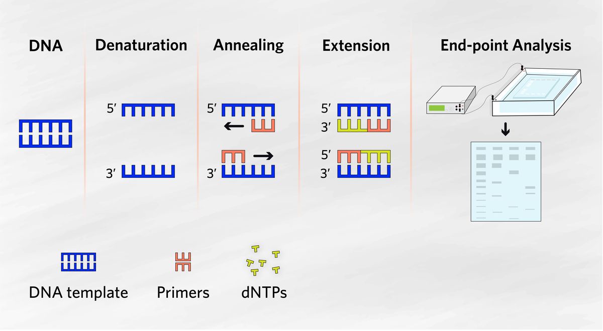 Infographic depicting the four major steps of PCR. Denaturation: Double-stranded DNA separates into single strands; Annealing: Short DNA fragments bind complementary regions of the original template to begin the process of new strand synthesis; Extension: Nucleotides are added to the primers, which serve as extension points to continue new strand synthesis; Endpoint analysis: The PCR products are analyzed using agarose gel electrophoresis, separating them based on size and charge.