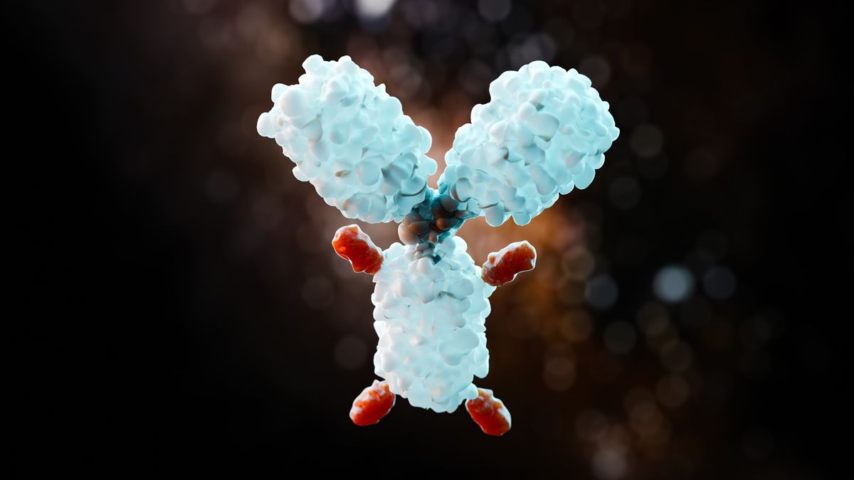 A rendering of a single antibody drug conjugate molecule, featuring a central antibody and four drug molecules conjugated to the heavy chain. 