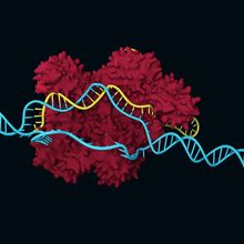 3D structural model of a Cas protein and sgRNA targeting and unwinding DNA for gene editing.