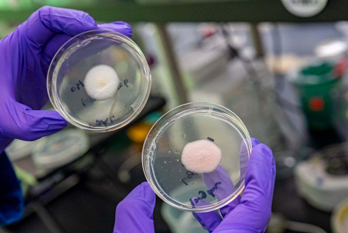 A person holding up two petri dishes side by side.