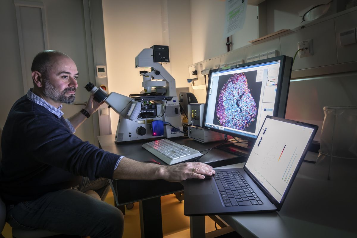 Thomas Kroneis looks at a microscopy image on a computer screen.