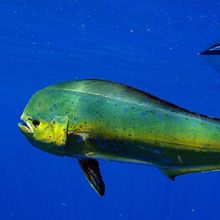 Green fish with boat behind