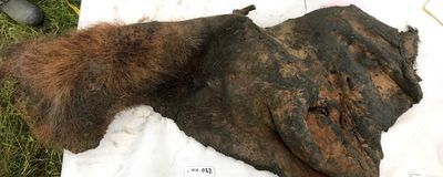 Image of a woolly mammoth skin from the Siberian permafrost.