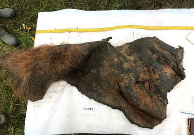 Image of a woolly mammoth skin from the Siberian permafrost.