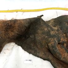 Image of a woolly mammoth skin from the Siberian permafrost.