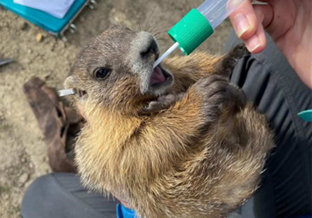 A yellow-bellied marmot being held in the arms of a researcher while they collect a cheek swab from the marmot.