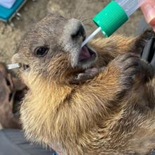 A yellow-bellied marmot being held in the arms of a researcher while they collect a cheek swab from the marmot.