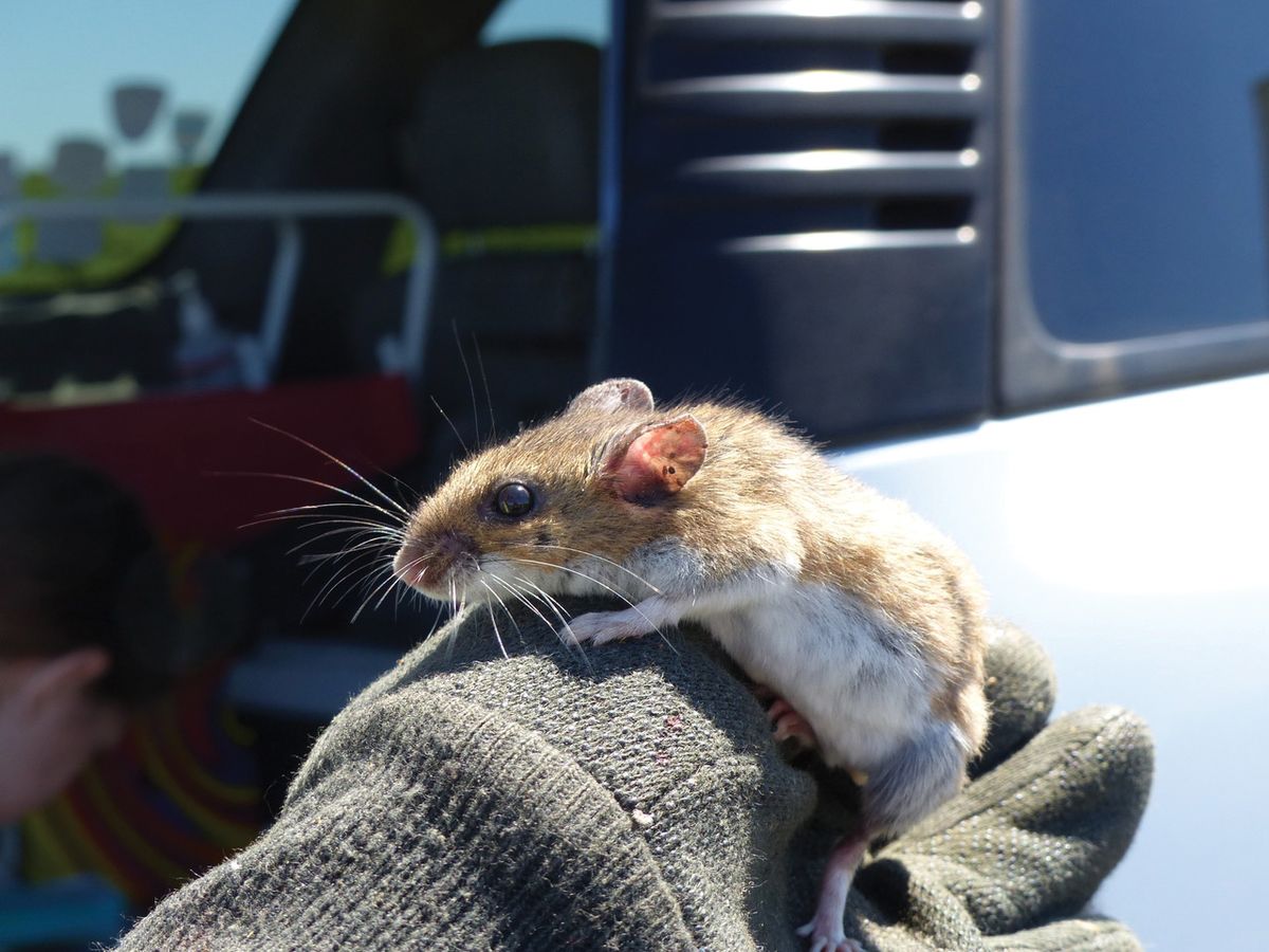 a gloved hand holds a brown mouse with a white underside.