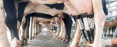 Row of cows being milked in a dairy farm.