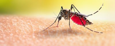 Image shows the mosquito Aedes aegypti on top of human skin.