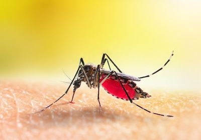 Image shows the mosquito Aedes aegypti on top of human skin. 