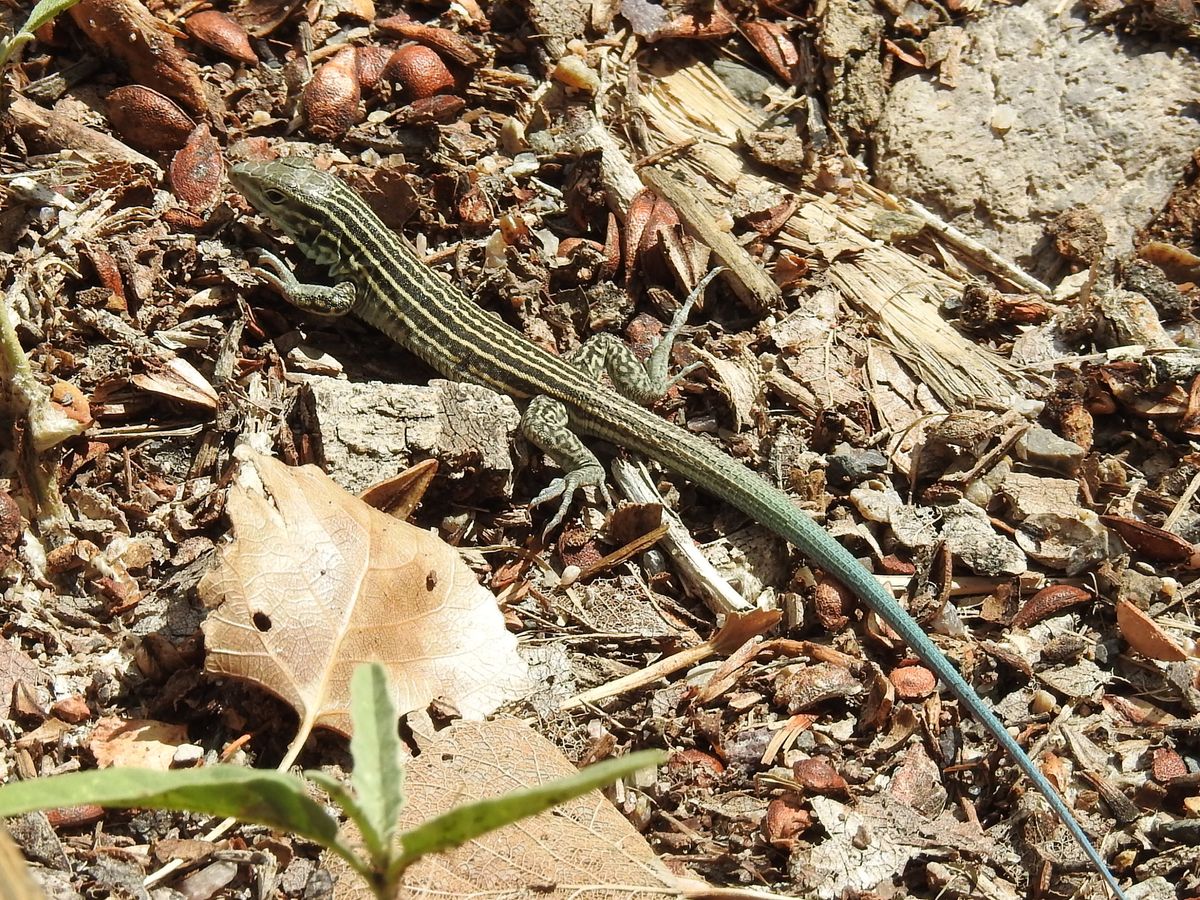 a new mexico whiptail lizard