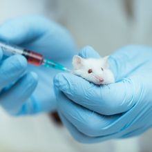 Closeup of a pair of hands in blue gloves holding a white mouse and injecting it with an amber colored liquid.