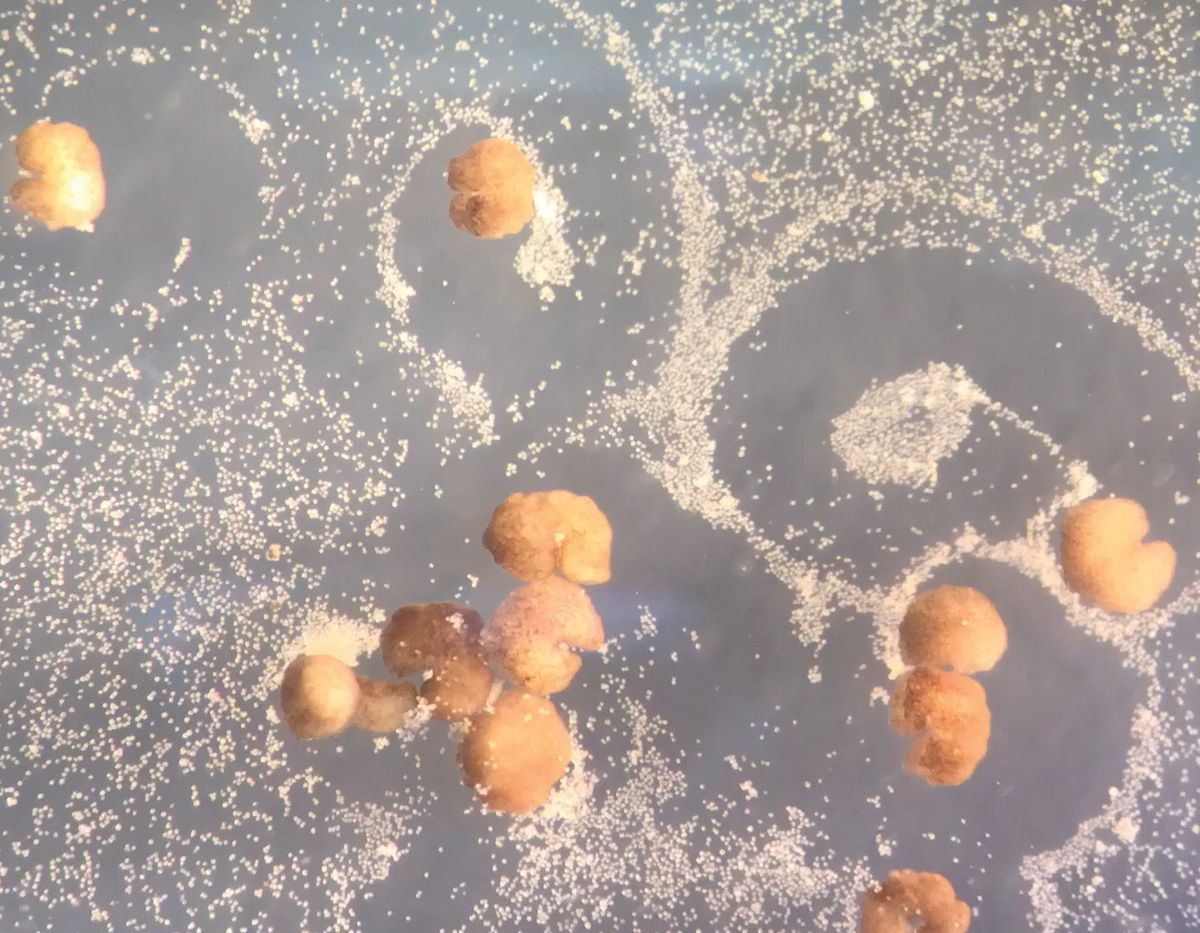 Beige spherical xenobots push around smaller white stem cells. 