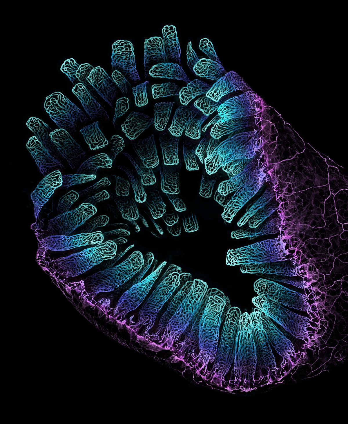 purple and blue gradient showing intestinal blood vessel network