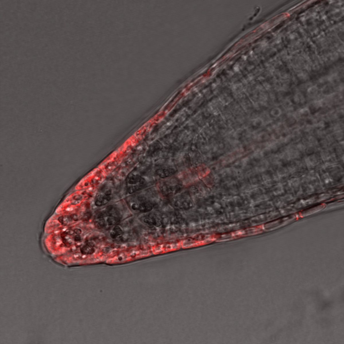 A microscopy image of a root, with cells at the very tip highlighted in red.