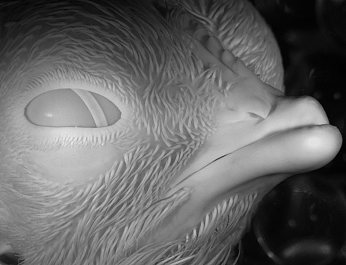 Lateral view of a chick embryo face. 