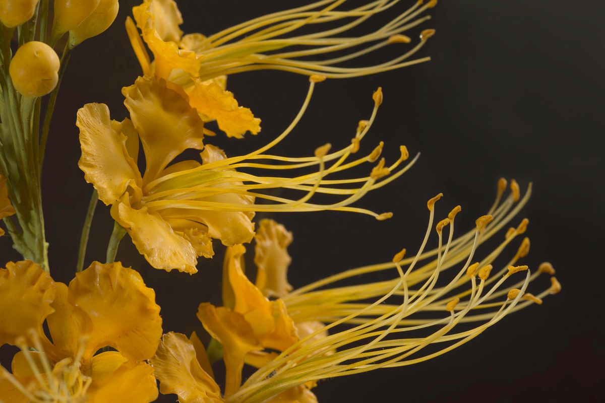 Glass-blown and sculpted model of the flowering Pride of Barbados, or peacock flower (<em>Caesalpinia pulcherrima</em>)