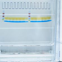 A clear SDS-PAGE gel that contains multiple colored bands.&nbsp;