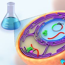 Illustration showing how yeast is used to study histone modifications 