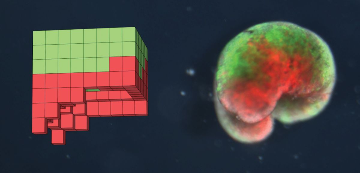 A computer-designed organism on the left and the physical organism built from biological frog tissue on the right.