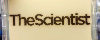 Yeast art of <em >The Scientist</em>&rsquo;s logo.