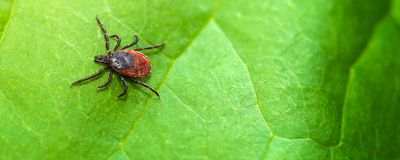 A tick on a leaf.