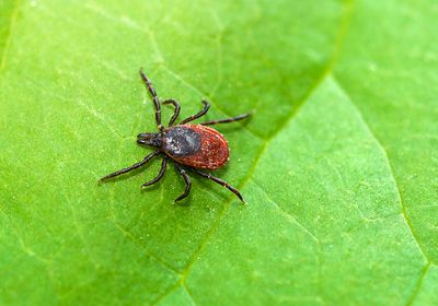 A tick on a leaf. &nbsp;