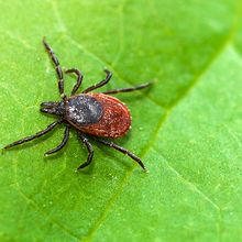 A tick on a leaf. &nbsp;