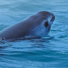 Image of a juvenile vaquita