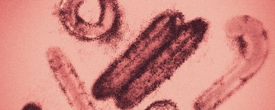 Electron microscopy image of Marburg virus false-colored red.