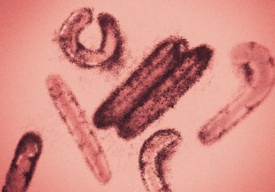 Electron microscopy image of Marburg virus false-colored red.&nbsp;