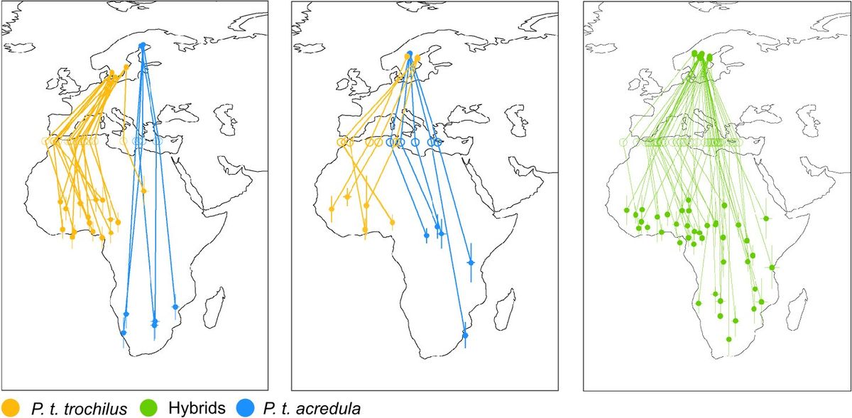 Migratory routes of willow warbler (Phylloscopus trochilus) between Europe and Africa.