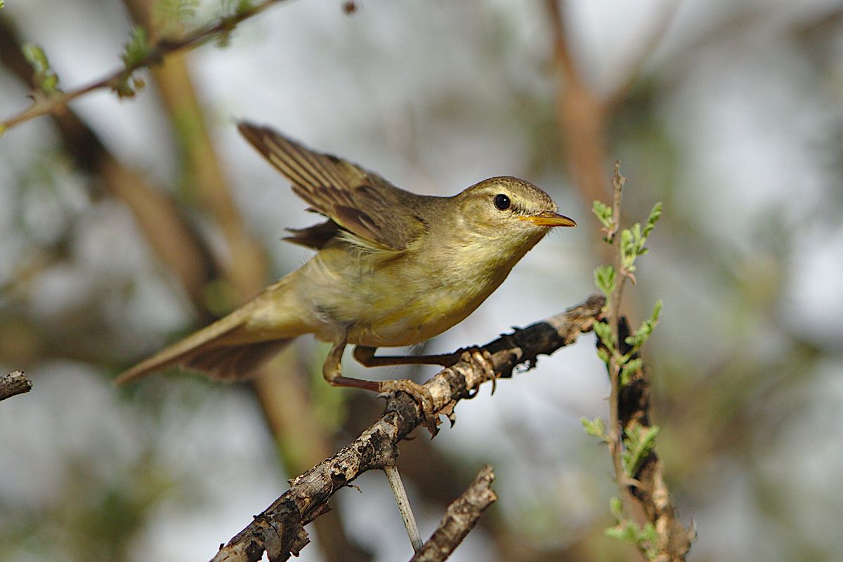 Willow warbler (Phylloscopus trochilus) perched on a branch with its wings extended.